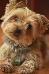 Star Yorkie Kennel – The Home Of Tea-Cup Babies. - Dog and Puppy Pictures