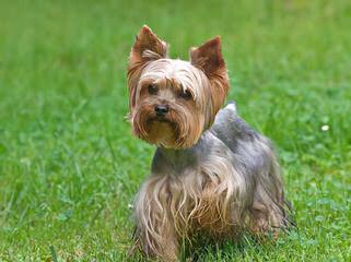 Tiny & Teacup Size Yorkiepoos - Dog Breeders