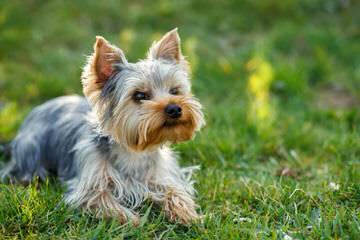 Jackson’s Yorkie Terriers - Dog and Puppy Pictures