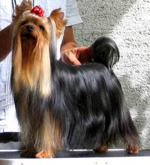 Yorkies,Yorkiepoos,Morkies Ready For Adoption - Dog Breeders