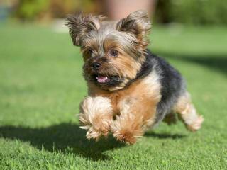 Setareh Yorkies - Dog Breeders