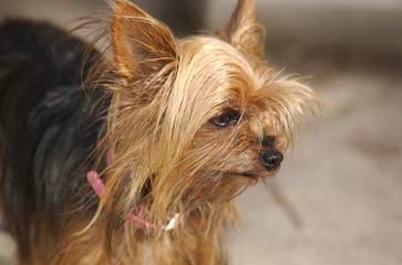 Small Yorkshire Terrier Female - Dog Breeders