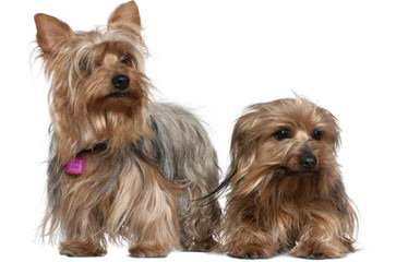 Champion Show Quality Yorkshire Terriers - Dog Breeders