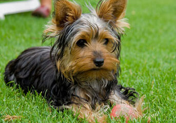 Yorkshires by Constance - Dog Breeders