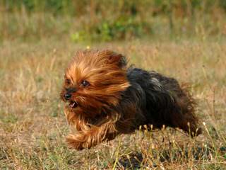 Beach Yorkies - Dog Breeders