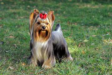 Car-Mir-Jac Yorkies - Dog Breeders