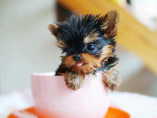 Tiny Male Yorkie - Dog and Puppy Pictures