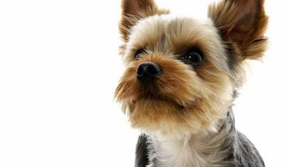 Yorkshire Terrier – Only 4 Left - Dog Breeders