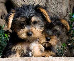 Quality Akc Yorkie Puppies - Dog and Puppy Pictures