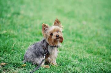 Biewers And Yorkshire Terriers Of Calaryn - Dog and Puppy Pictures