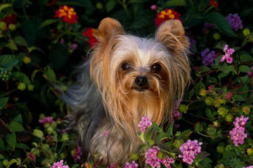 Grayson’s Yorkies - Dog Breeders