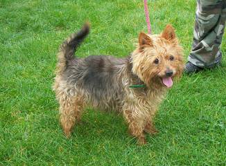 Litter Trained Reg. Yorkshire Terrier Pups - Dog Breeders