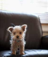 Bunny - Dog Breeders