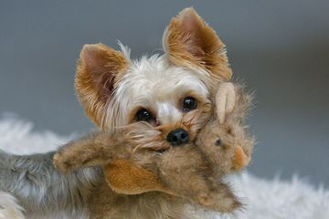 Chamriah Yorkshire Terrier and Pomeranian - Dog Breeders