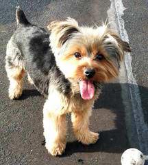 Jackson’s Yorkie Terriers - Dog and Puppy Pictures