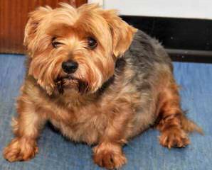 Akc Yorkie Female Pup - Dog Breeders