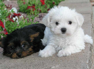 Sweet As Can Be , Yorkie/Shih-Tzu 4 Sale - Dog Breeders