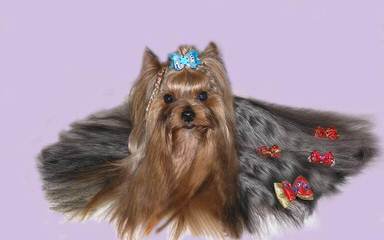 Just Divine Yorkies - Dog Breeders