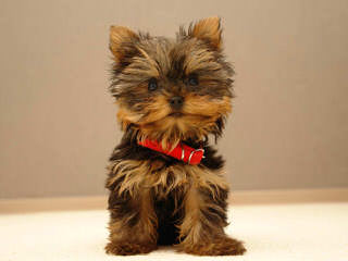 Tiny Genius Yorkies - Dog Breeders