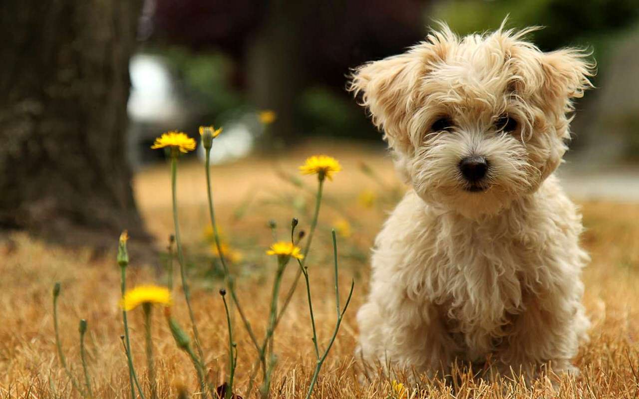 Yorkshire Terrier Dogs and Puppies