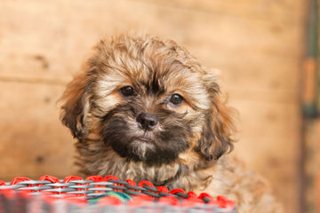 Shih Tzu Bichon Puppies Ready Now! - Dog and Puppy Pictures