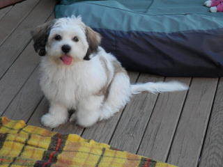 Shichon Or Zuchon - Dog Breeders