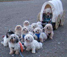 Shih Tzu Bichon Puppies Ready Now! - Dog and Puppy Pictures