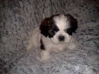 Shichon or Zuchon Puppies - Dog and Puppy Pictures