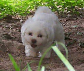 Shih Tzu Bichon Puppies Ready Now! - Dog Breeders