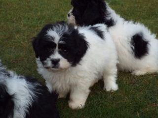 Adorable Zuchon’s - Dog Breeders