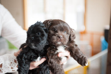 Rose Cottage Shichons - Dog and Puppy Pictures