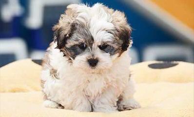 Shichon Puppies Available - Dog Breeders