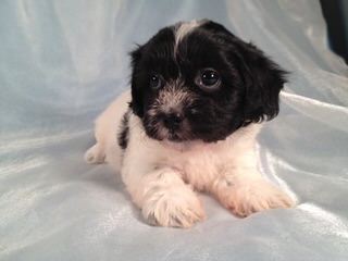 Fuzzy Bear Puppies Shichons - Dog Breeders