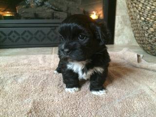 Timbercreek Puppies Shihtzu Shichon Zuchon - Dog and Puppy Pictures