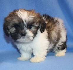 Timbercreek Puppies Shihtzu Shichon Zuchon - Dog and Puppy Pictures