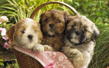 Shih Tzu Bichon Puppies Ready Now! - Dog Breeders