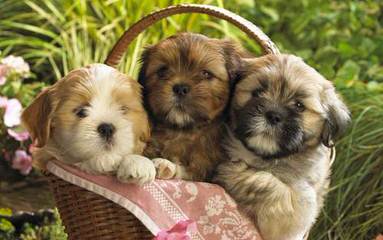 Rolling Meadows Maltipoo, Poochon, Zuchon, Yochon Puppies - Dog and Puppy Pictures