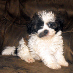 Shichon or Zuchon Puppies - Dog and Puppy Pictures