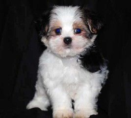 Shichon Or Zuchon - Dog and Puppy Pictures