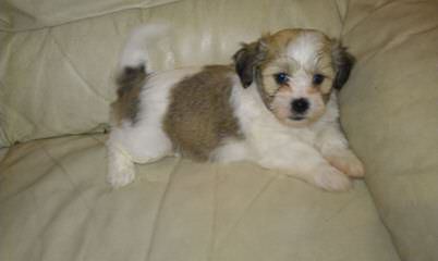 Shichon Puppies Available - Dog Breeders