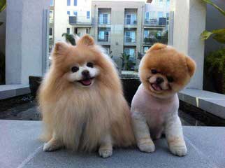 Prairie View’s Shihpoos & Shichons - Dog Breeders