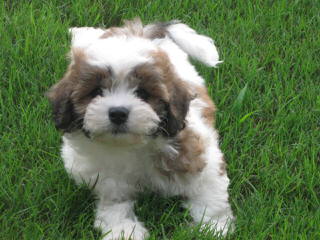 Fuzzy Bear Puppies Shichons - Dog Breeders