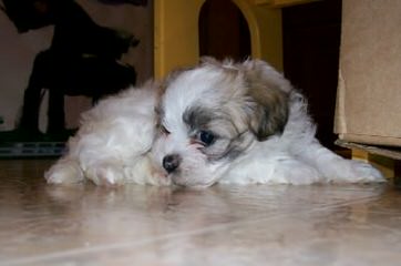 Shichon or Zuchon Puppies - Dog Breeders