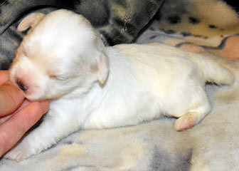 Best Home Raised Zuchon Pups In Pa - Dog Breeders