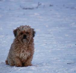 Adorable, Lovable Zuchons - Dog Breeders