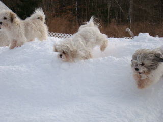 Shade Mountain Kennel - Dog and Puppy Pictures