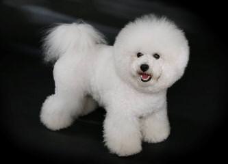 Rolling Meadows Maltipoo, Poochon, Zuchon, Yochon Puppies - Dog Breeders