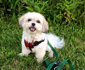 North Country Kennels – We Specialize In Mixes! Shih Chons And Poo Chons - Dog Breeders