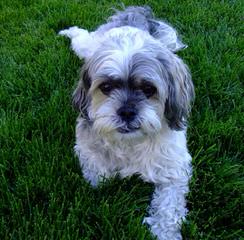 Adorable Shichons - Dog Breeders