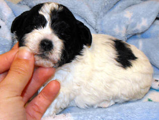 Shichon Puppies Available - Dog Breeders